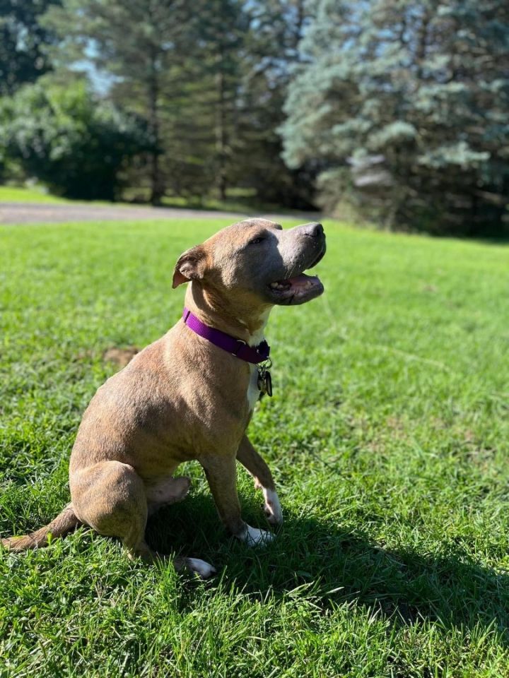 Elijah, an adoptable Pit Bull Terrier Mix in Belleville, MI_image-4