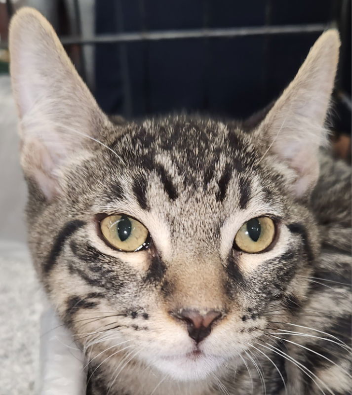 Indigo, an adoptable Domestic Short Hair in Pineville, LA, 71361 | Photo Image 1