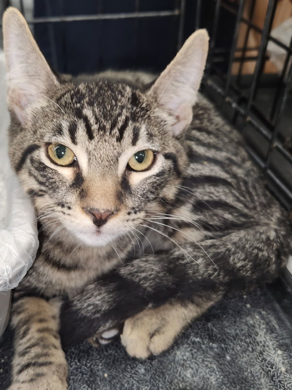 Indigo, an adoptable Domestic Short Hair in Pineville, LA, 71361 | Photo Image 2