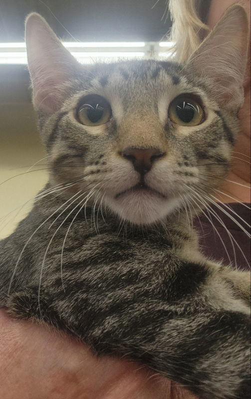 Chambray, an adoptable Domestic Short Hair in Pineville, LA, 71361 | Photo Image 1