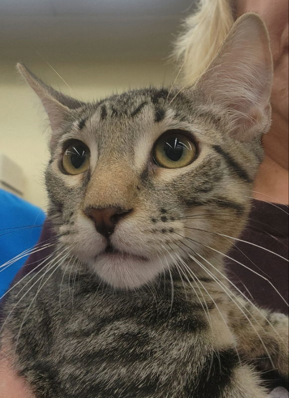 Chambray, an adoptable Domestic Short Hair in Pineville, LA, 71361 | Photo Image 2