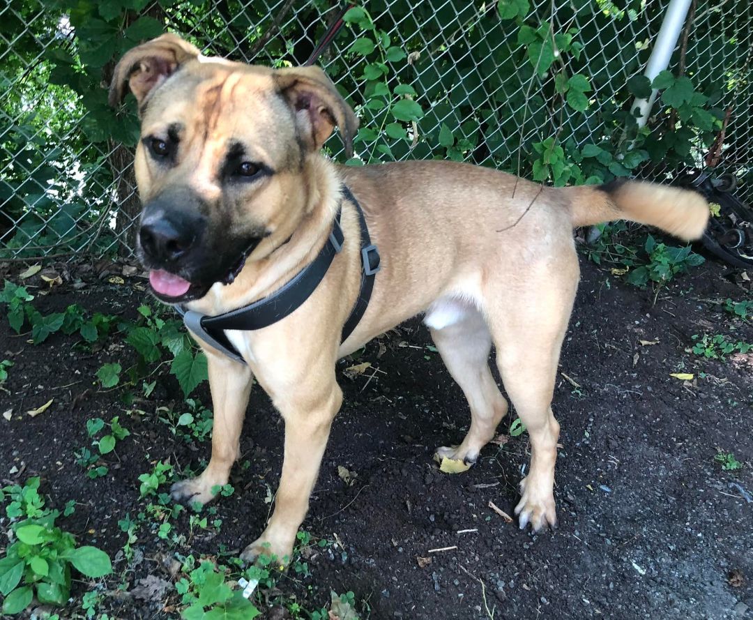 Happy Tails - Randolph Regional Animal Shelter, NJ