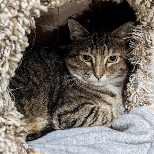 Nancy Nebraska, an adoptable Domestic Short Hair in Knoxville, TN, 37930 | Photo Image 5