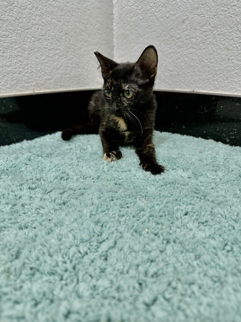 Cat for adoption Yzma , a Tortoiseshell in Las Vegas, NV Petfinder