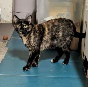 Meg, Adult Female Domestic Short Hair