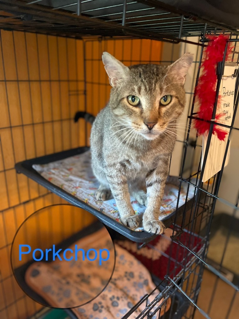 PORKCHOP, an adoptable Domestic Short Hair in Marianna, FL, 32447 | Photo Image 1