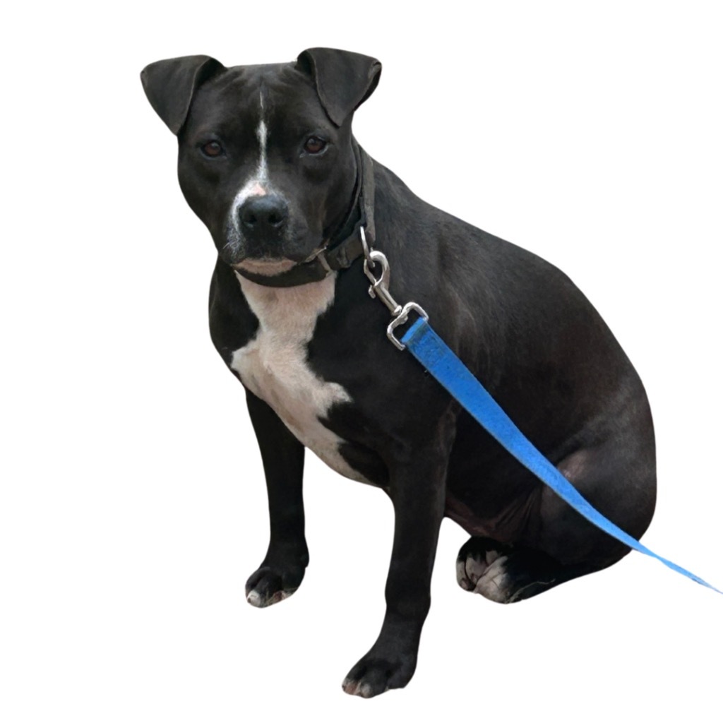 PANDA, an adoptable Labrador Retriever in Marianna, FL, 32447 | Photo Image 1