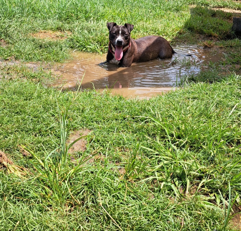 PANDA, an adoptable Labrador Retriever in Marianna, FL, 32447 | Photo Image 2