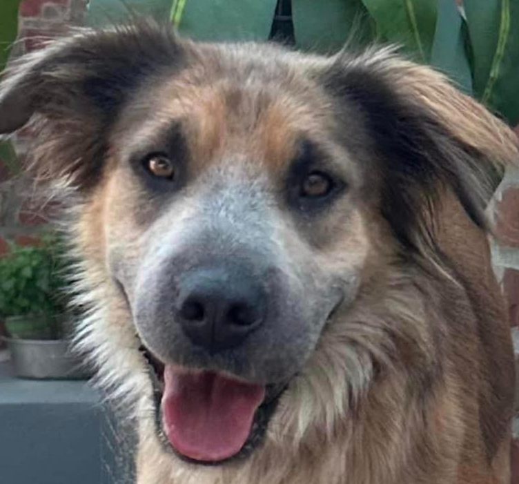 Penny, an adoptable Collie in Huntington, NY, 11743 | Photo Image 1