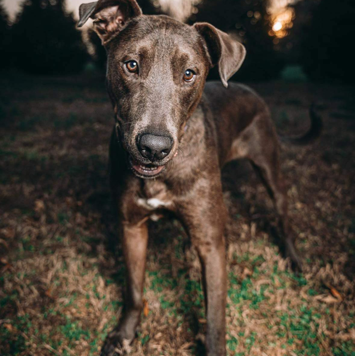 Spinner, an adoptable Labrador Retriever, Weimaraner in Hillsborough , NC, 27278 | Photo Image 1