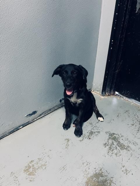 Petfinder flat coated store retriever