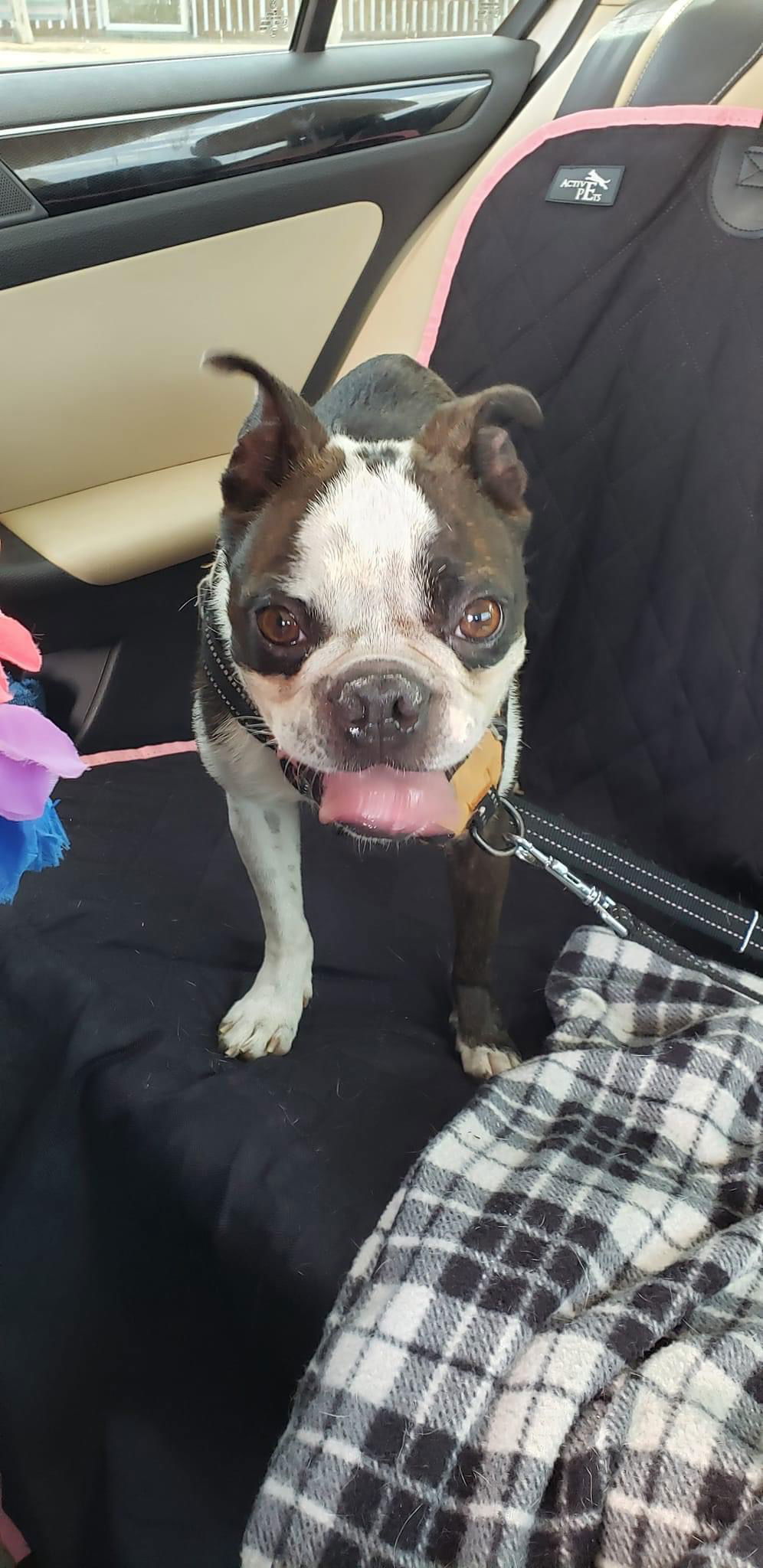 Boyd (aka Loki; Adoption Pending)