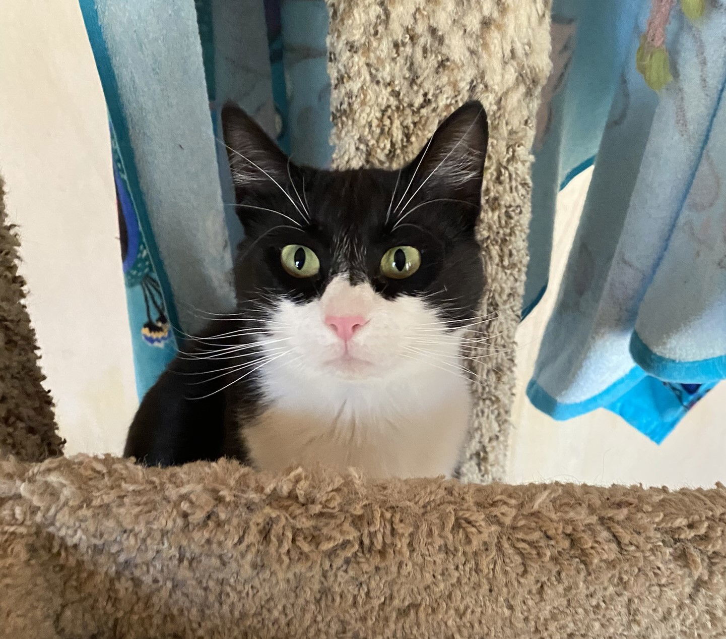 Zorra Bandita, an adoptable Domestic Short Hair, Tuxedo in Drasco, AR, 72530 | Photo Image 2