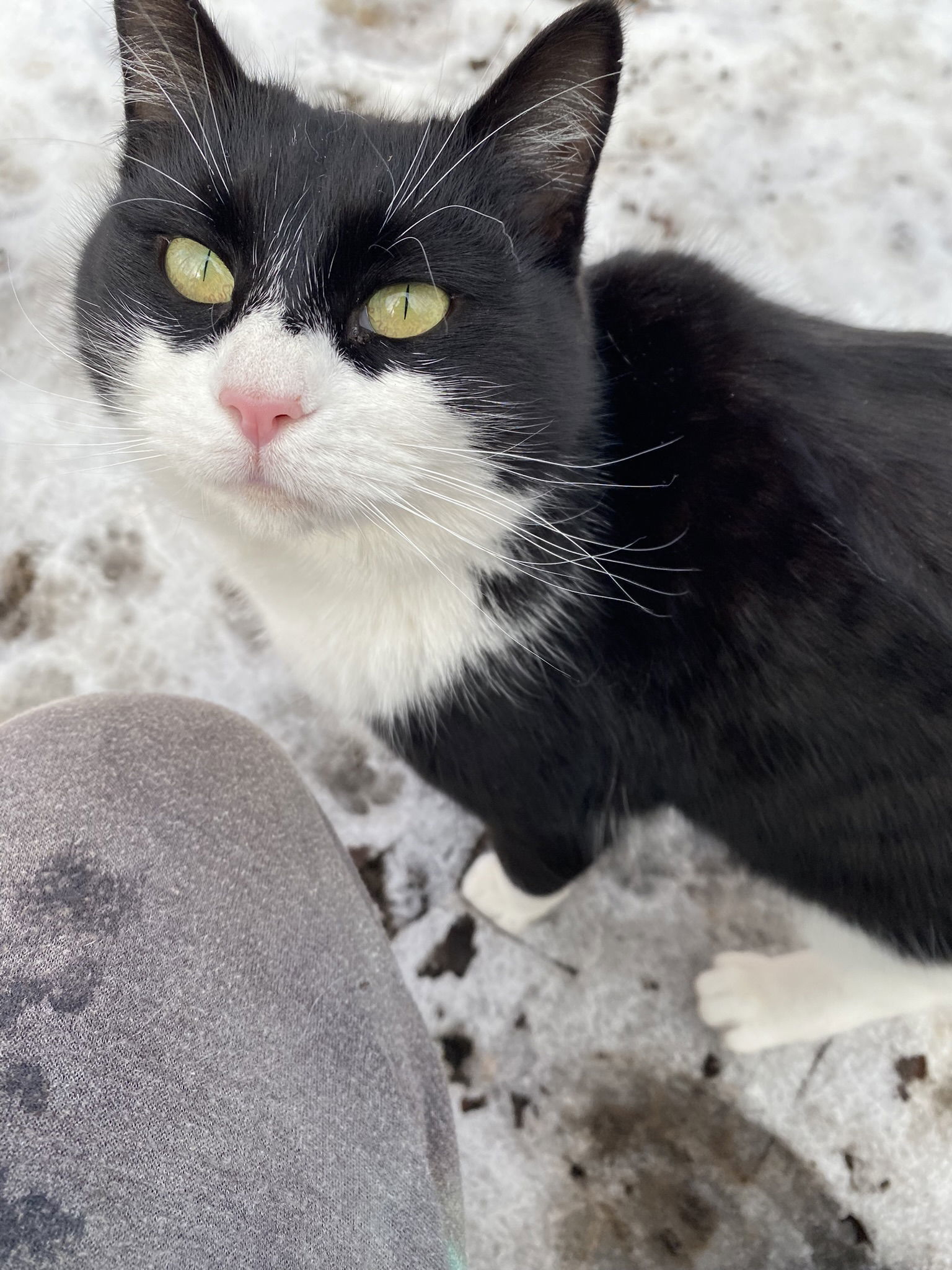 Zorra Bandita, an adoptable Domestic Short Hair, Tuxedo in Drasco, AR, 72530 | Photo Image 3