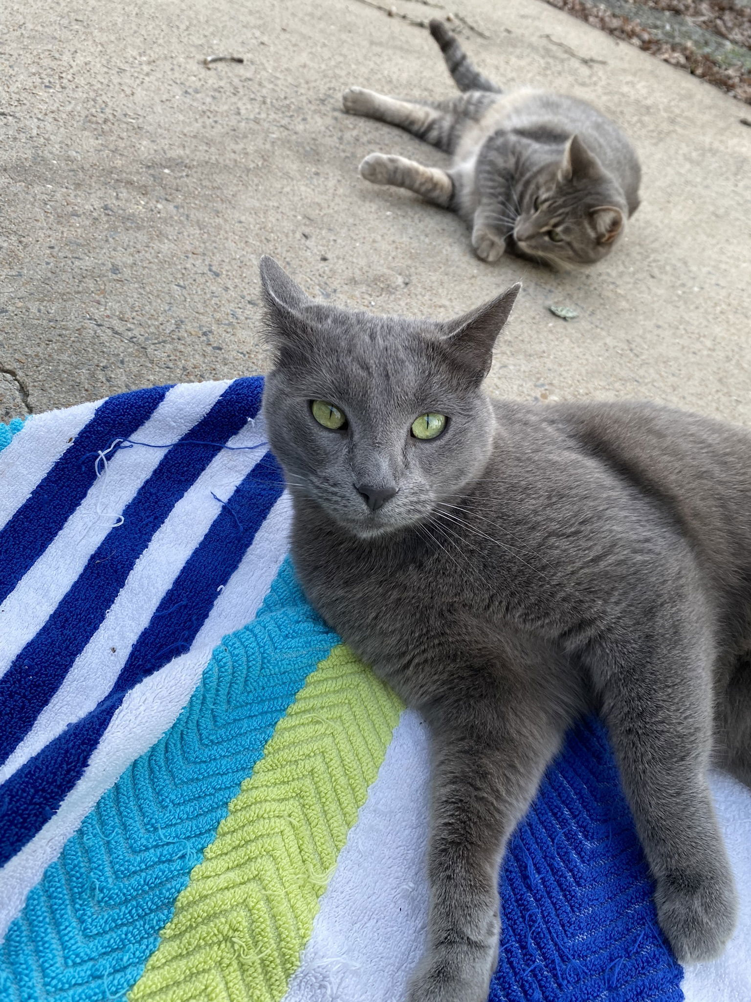 Vivian, an adoptable Domestic Short Hair, Russian Blue in Drasco, AR, 72530 | Photo Image 1