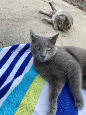 Vivian, Young Female Domestic Short Hair