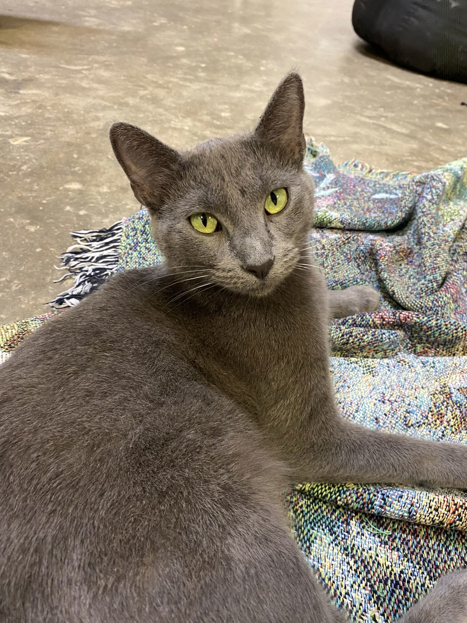 Vivian, an adoptable Domestic Short Hair, Russian Blue in Drasco, AR, 72530 | Photo Image 2