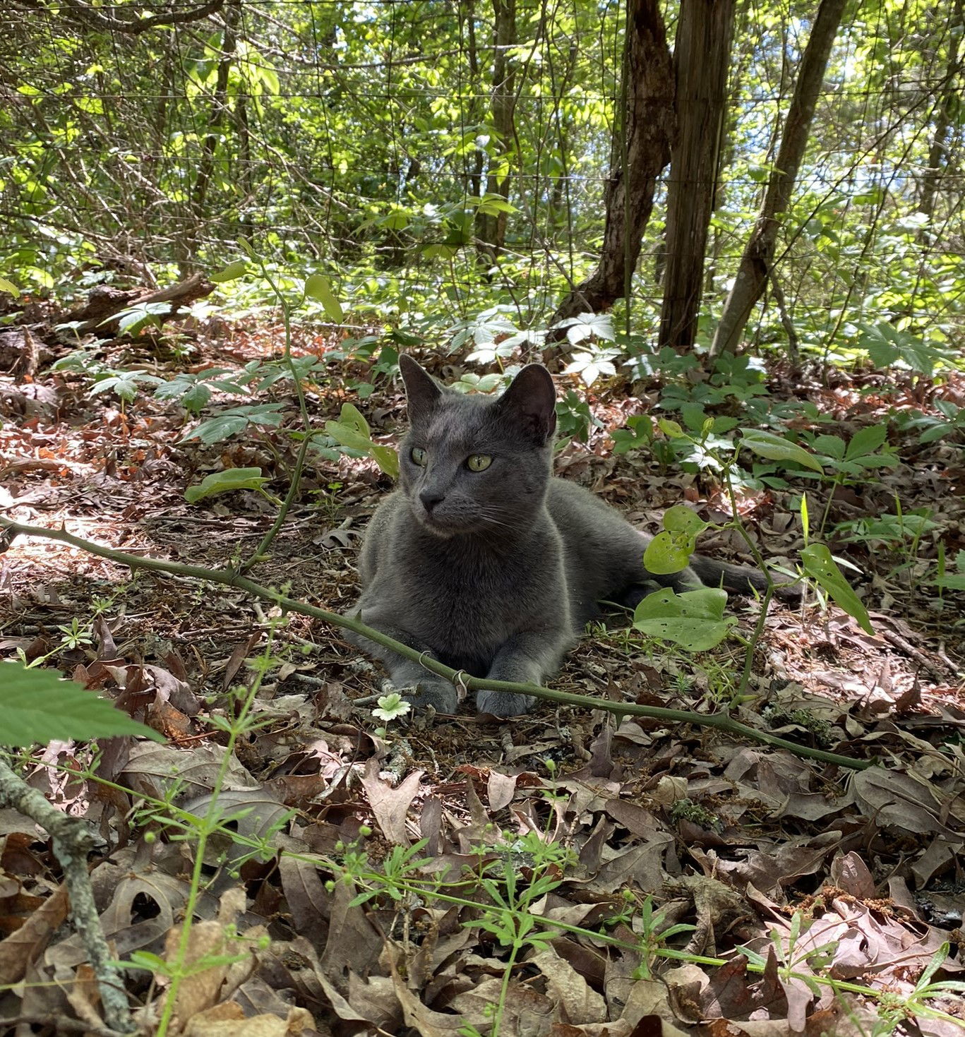 Vivian, an adoptable Domestic Short Hair, Russian Blue in Drasco, AR, 72530 | Photo Image 3