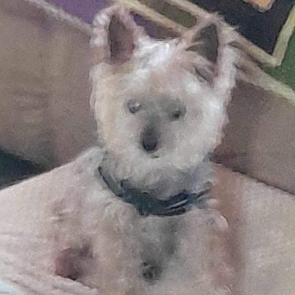 Gizzy - MISSING, an adoptable Yorkshire Terrier in Lynchburg, VA, 24502 | Photo Image 1