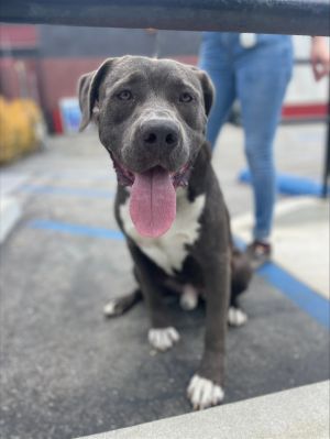 Meet Bubba He is a one-year-old Labrador pit mix He is a loving goofball who
