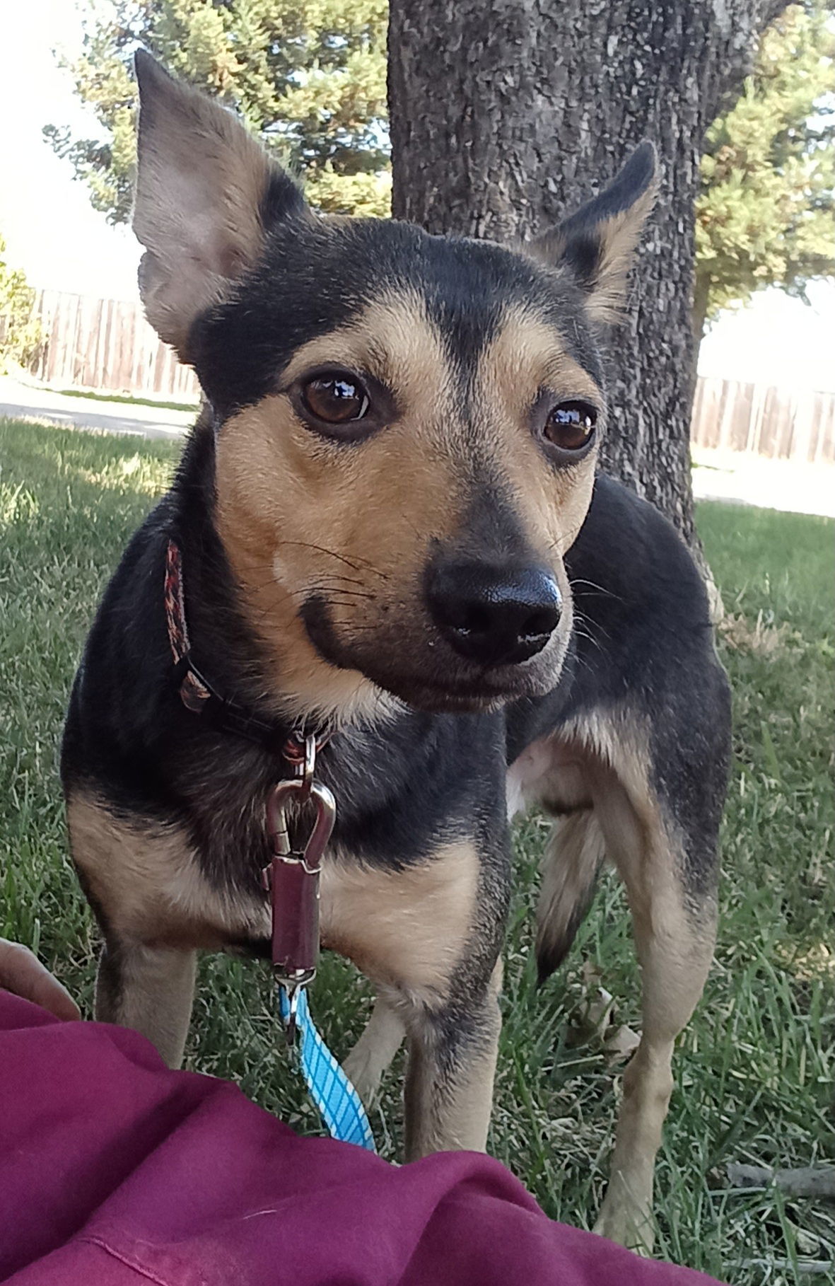 Dog for adoption - Preston, a Terrier & Miniature Pinscher Mix in Chico ...