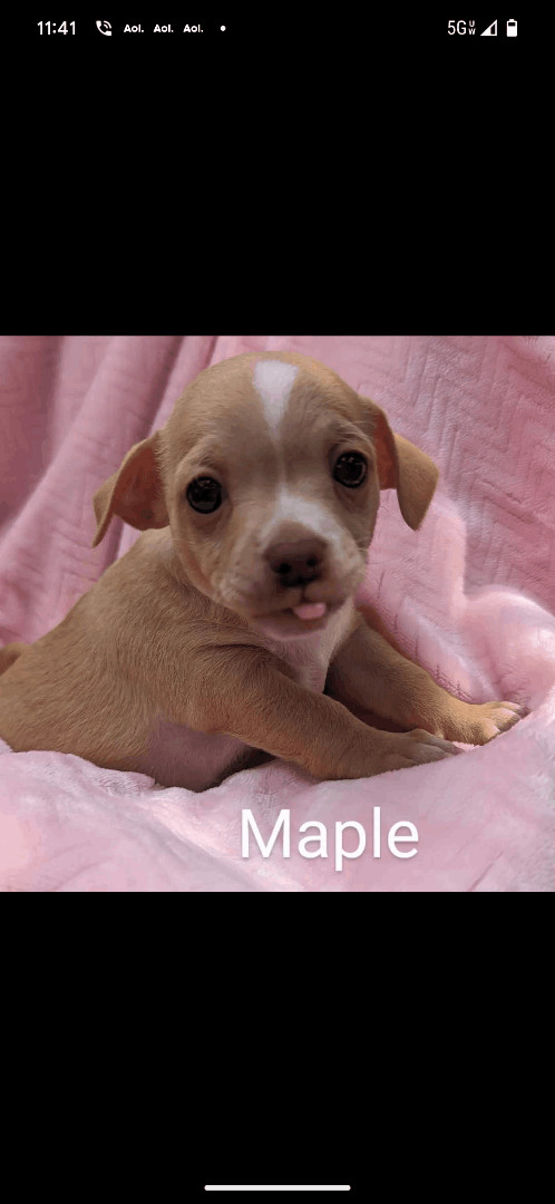 Maple
