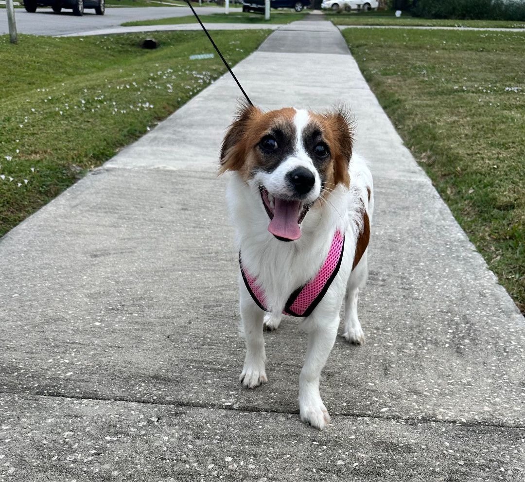 Fleur, an adoptable Papillon in Okeechobee, FL, 34972 | Photo Image 1