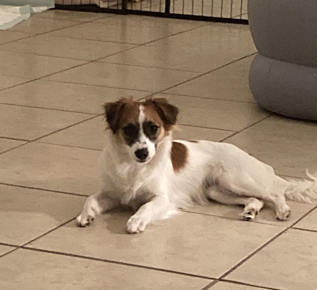 Fleur, an adoptable Papillon in Okeechobee, FL, 34972 | Photo Image 4