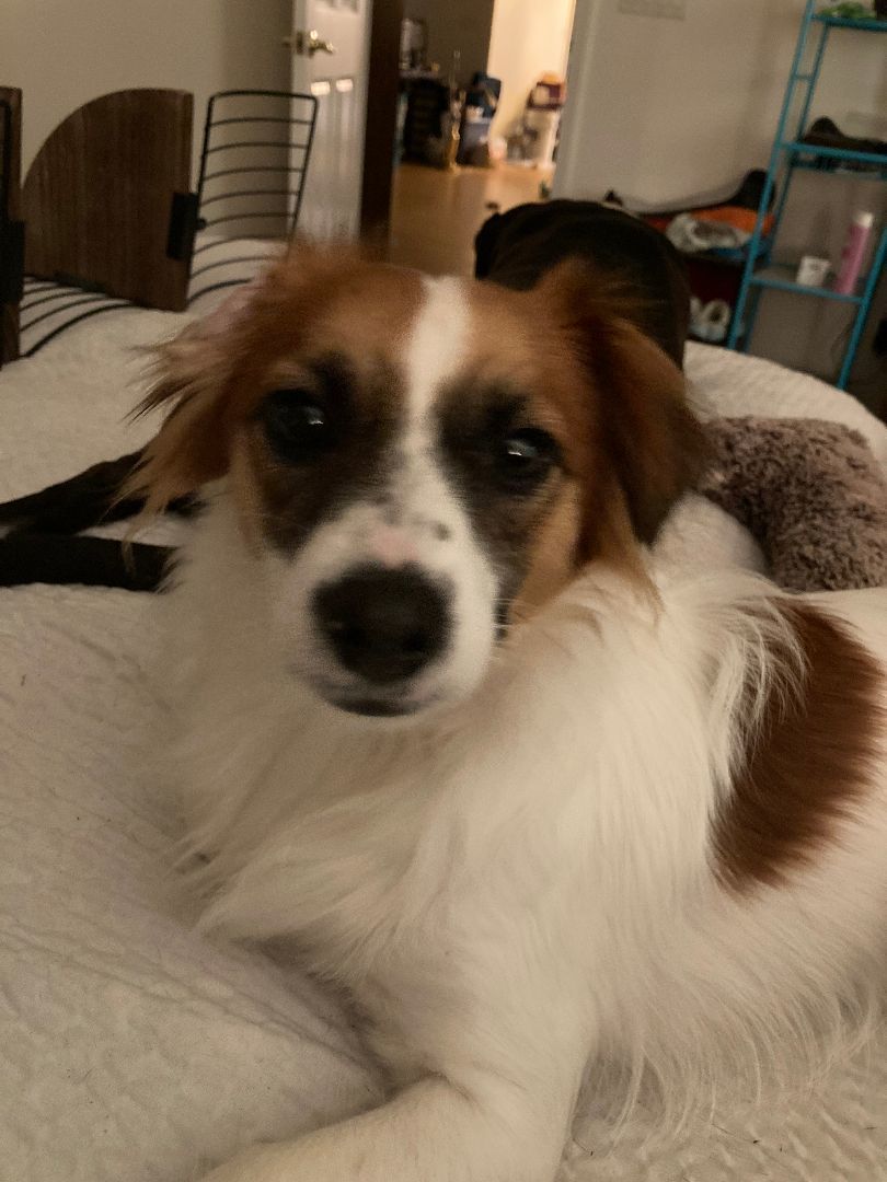 Fleur, an adoptable Papillon in Okeechobee, FL, 34972 | Photo Image 5