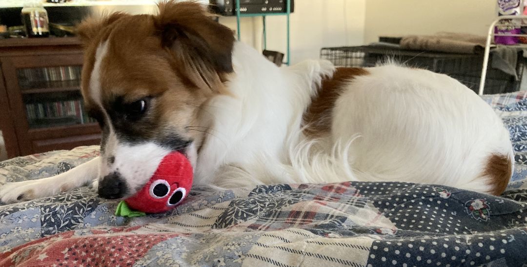 Fleur, an adoptable Papillon in Okeechobee, FL, 34972 | Photo Image 6