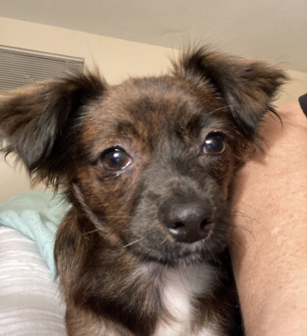 Hermione, an adoptable Papillon in Okeechobee, FL, 34972 | Photo Image 2
