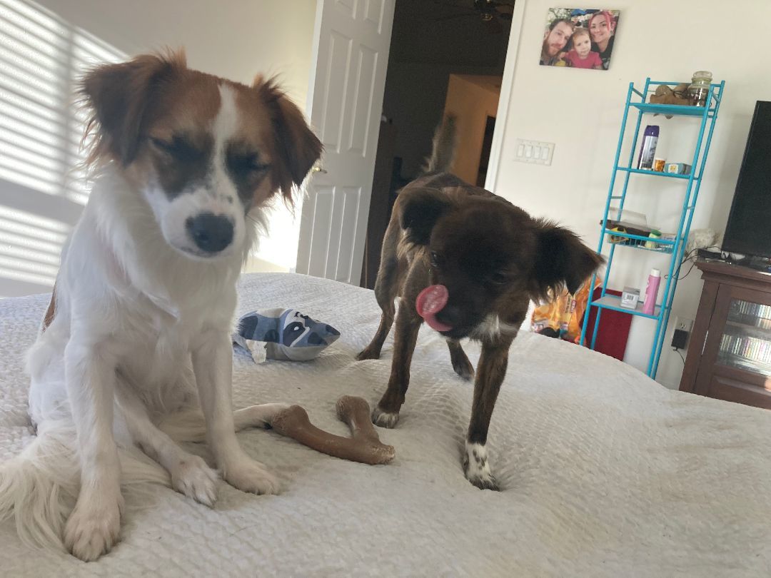 Hermione, an adoptable Papillon in Okeechobee, FL, 34972 | Photo Image 4