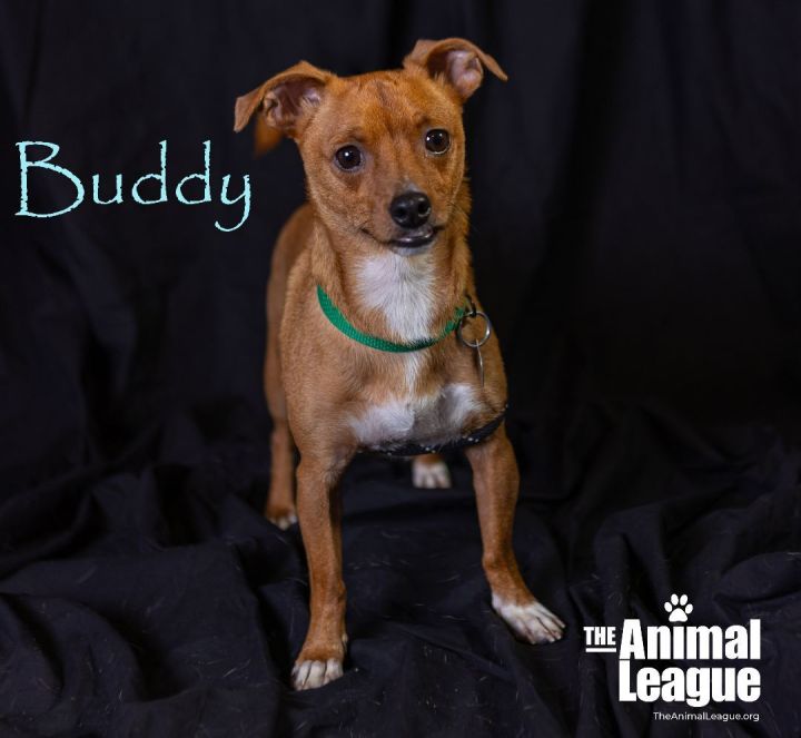 Buddy, an adopted Rat Terrier & Chihuahua Mix in Clermont, FL_image-1