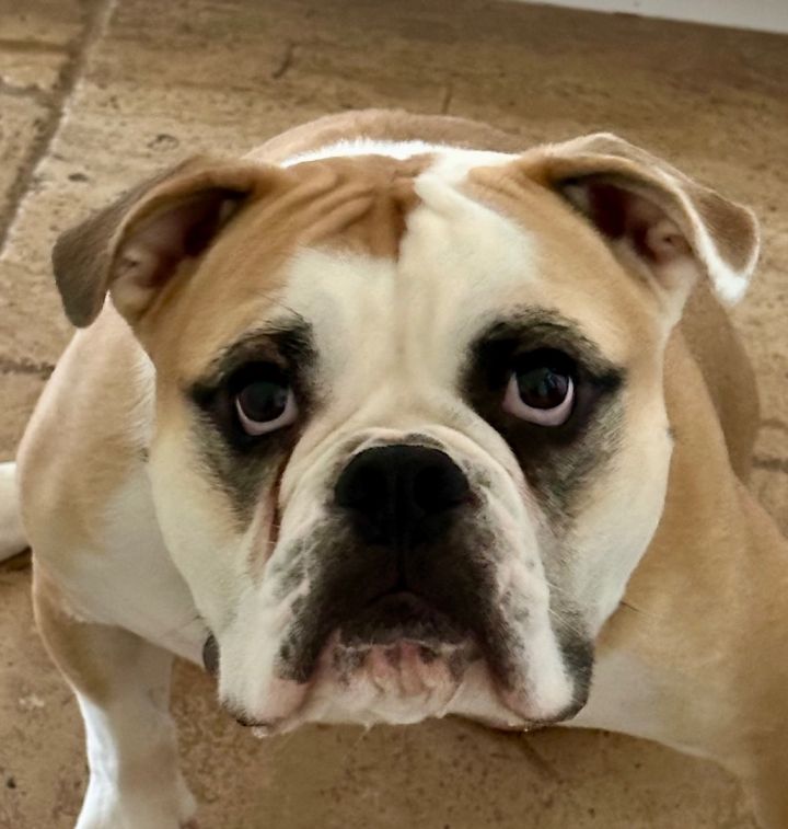 Petfinder bulldog hot sale