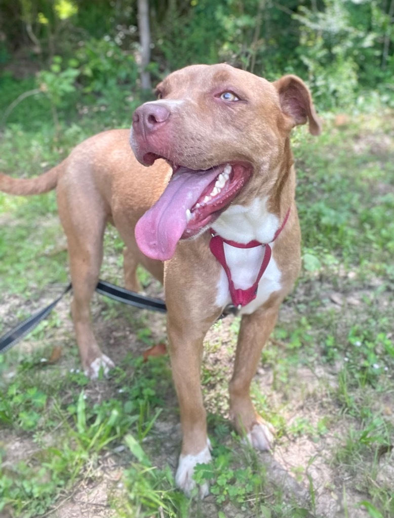 Viola, an adoptable Mixed Breed in Saint Francisville, LA, 70775 | Photo Image 1