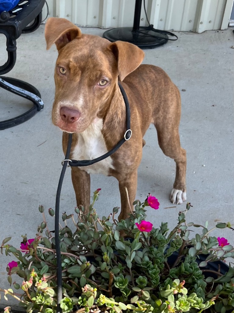 Viola, an adoptable Mixed Breed in Saint Francisville, LA, 70775 | Photo Image 2