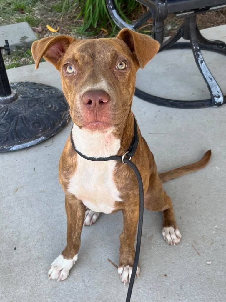 Viola, an adoptable Mixed Breed in Saint Francisville, LA, 70775 | Photo Image 3