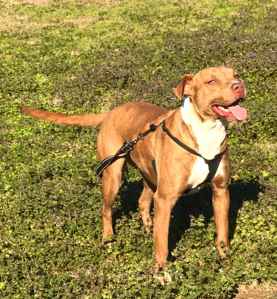 Viola, an adoptable Mixed Breed in Saint Francisville, LA, 70775 | Photo Image 5