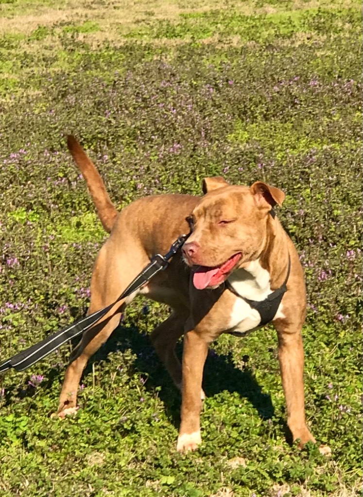 Viola, an adoptable Mixed Breed in Saint Francisville, LA, 70775 | Photo Image 6