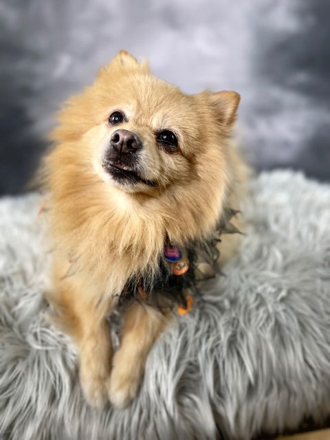 Shakespeare, an adoptable Pomeranian in Garland, TX, 75040 | Photo Image 1