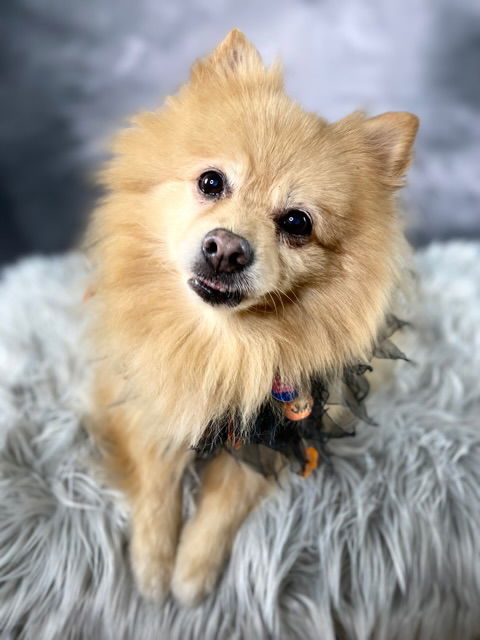 Shakespeare, an adoptable Pomeranian in Garland, TX, 75040 | Photo Image 2