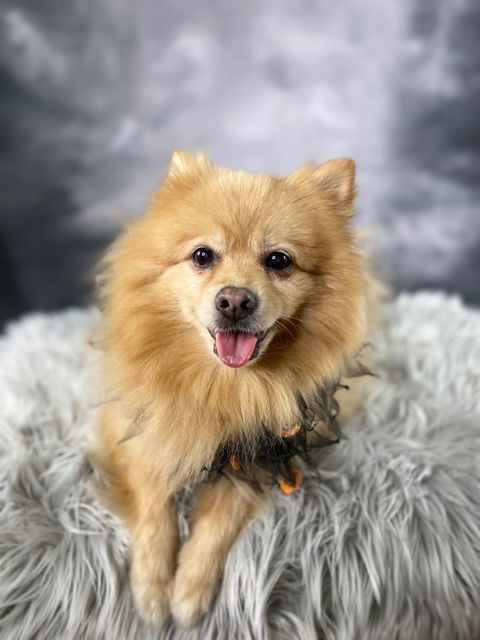 Shakespeare, an adoptable Pomeranian in Garland, TX, 75040 | Photo Image 3