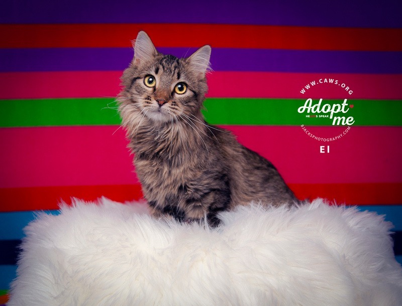 Elle, an adoptable Domestic Long Hair in Salt Lake City, UT, 84117 | Photo Image 1