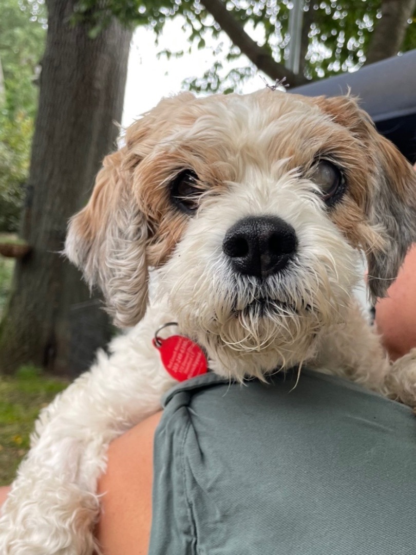 Oliver , an adoptable Cockapoo in Stamford, CT, 06907 | Photo Image 2