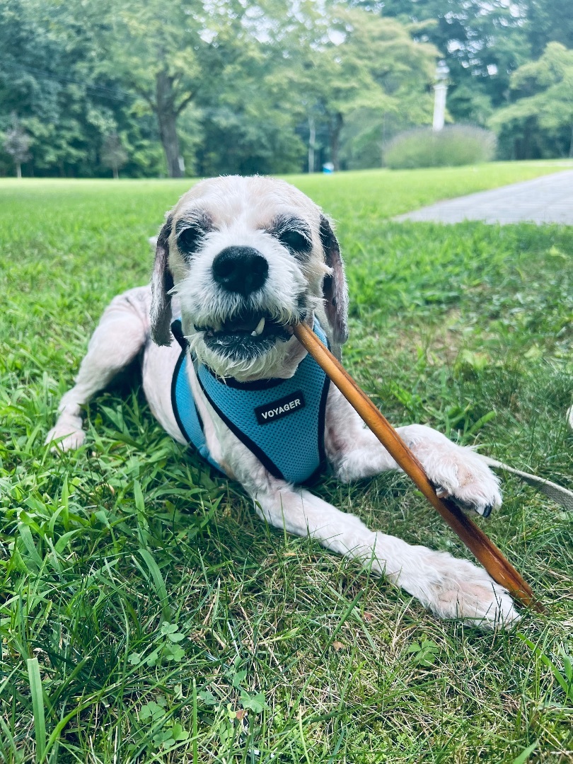 Oliver , an adoptable Cockapoo in Stamford, CT, 06907 | Photo Image 3