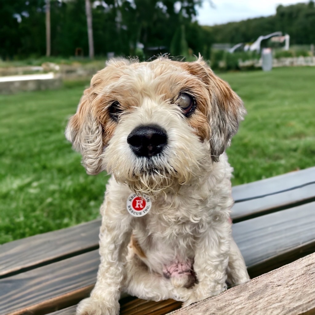 Oliver , an adoptable Cockapoo in Stamford, CT, 06907 | Photo Image 1