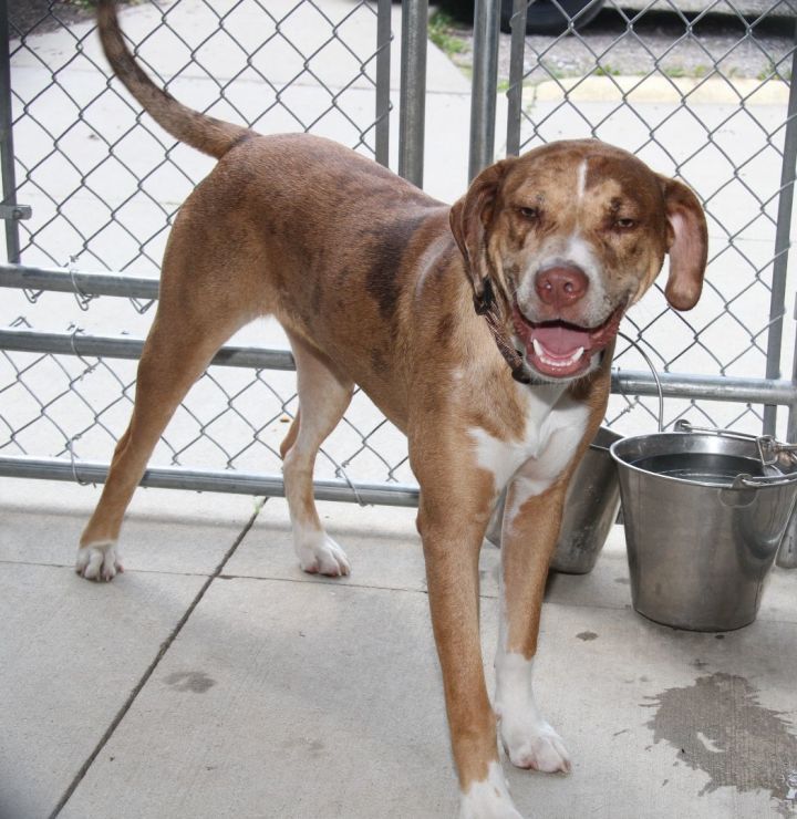 Tan catahoula sales