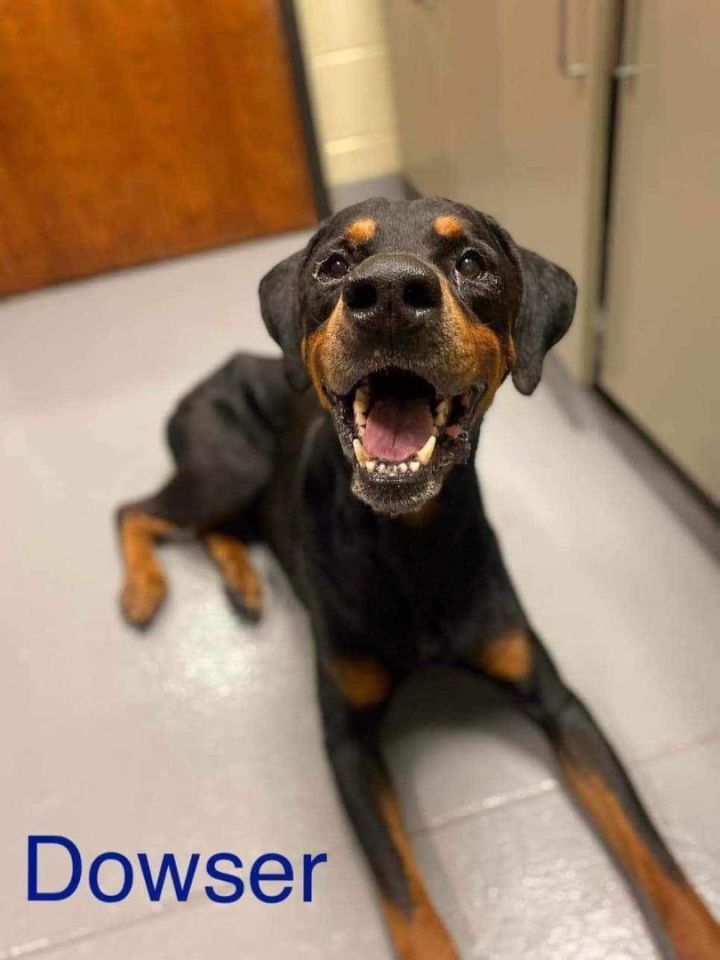 Dowser, an adoptable Rottweiler Mix in Crystal Lake, IL_image-1