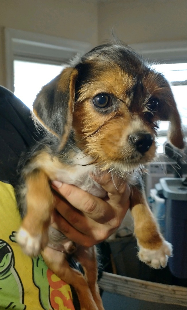 Jaffa, an adoptable Yorkshire Terrier & Cavalier King Charles Spaniel Mix in Dayton, OH_image-2