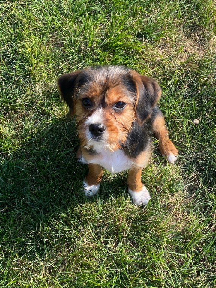 Jaffa, an adoptable Yorkshire Terrier & Cavalier King Charles Spaniel Mix in Dayton, OH_image-1